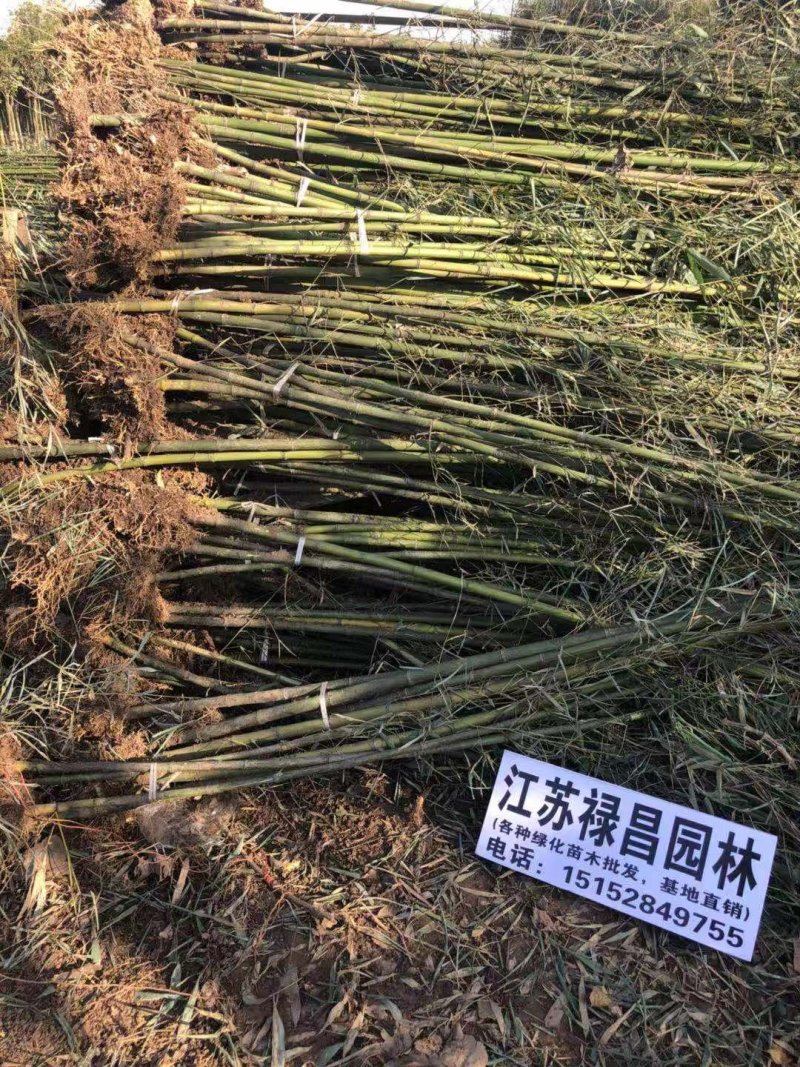 青竹苗