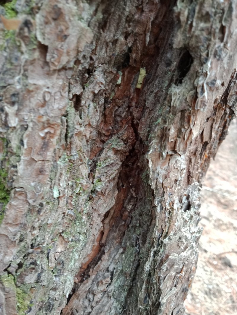 松树皮养花基底兰花底肥种花原料
