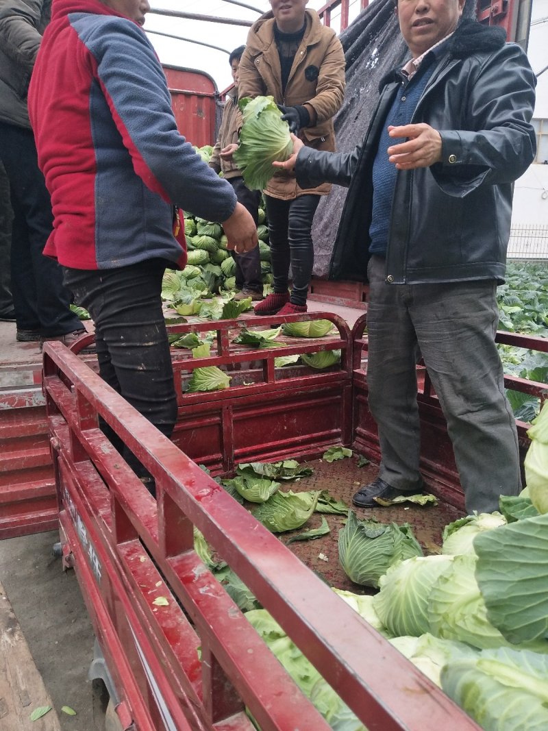 城固干蓝，1--3斤，品种多，货量大！日供20吨