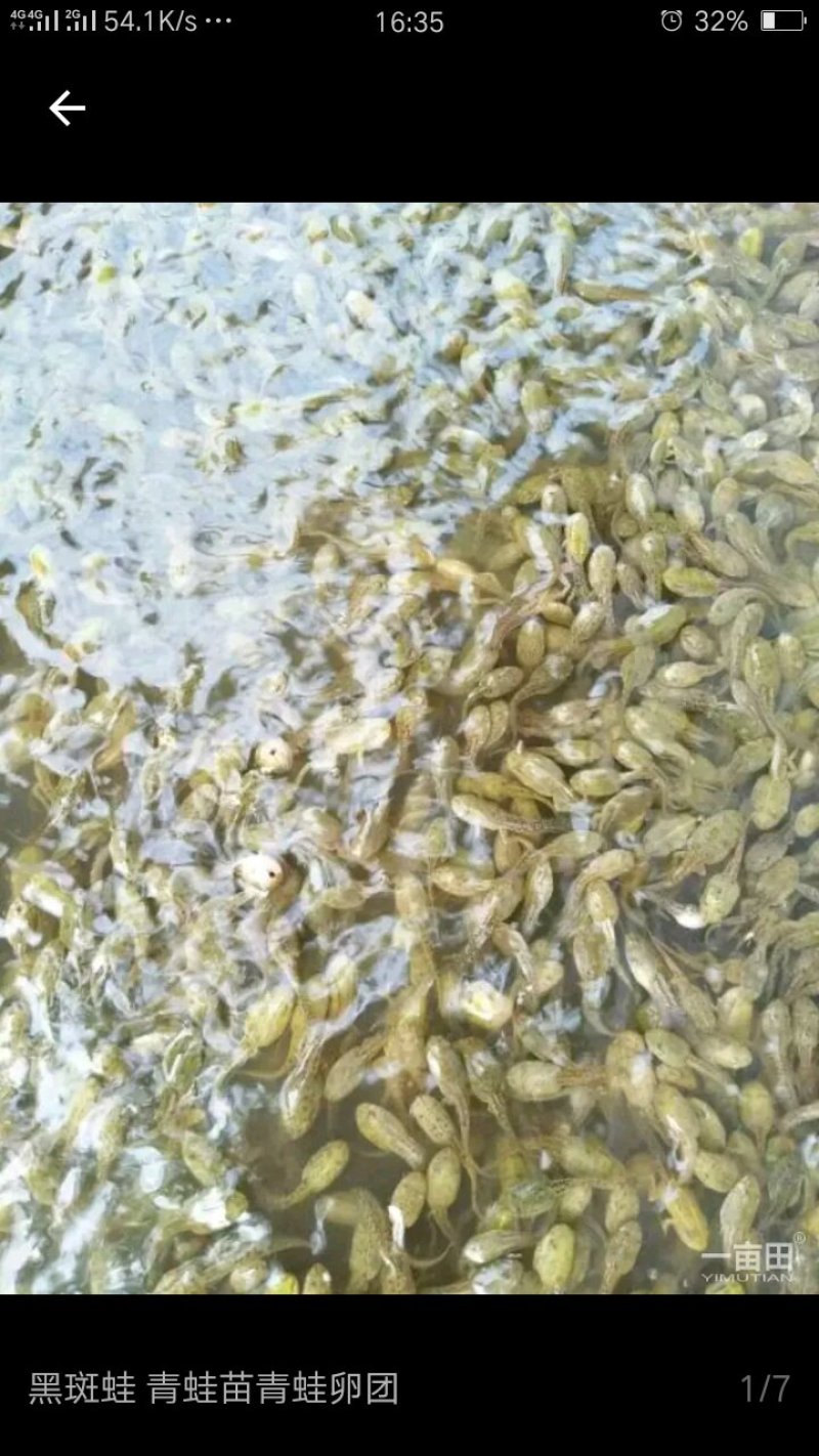 黑斑蛙种苗