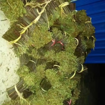 欢迎各位老板蕨菜价格好商量