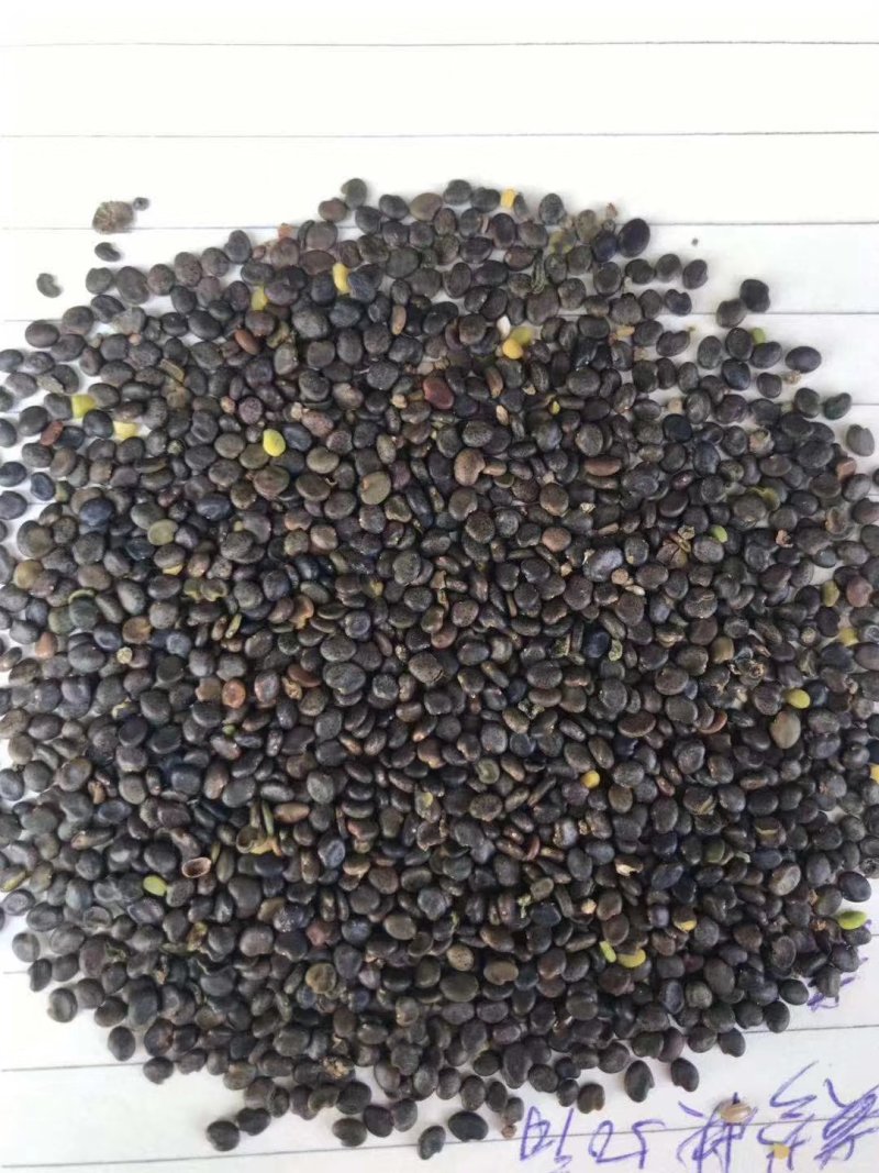 黄芪种子，黄芪苗，铁秆黄芪