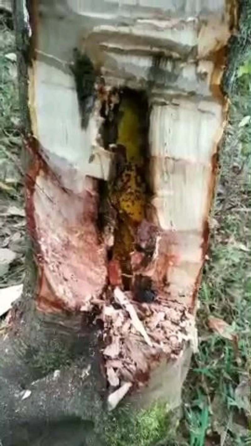 野生土蜂蜜，