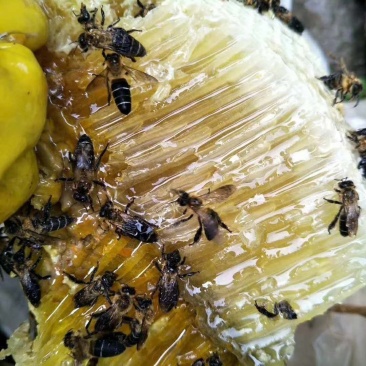 野生土蜂蜜，