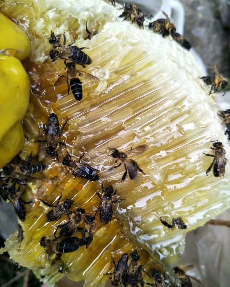野生土蜂蜜，