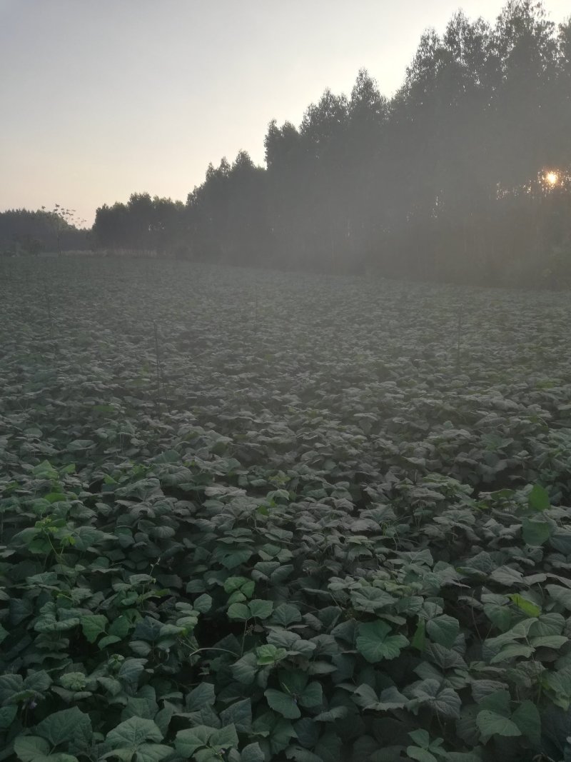 一手货源凉薯地瓜脆甜可口货源充足对接全国欢迎采购