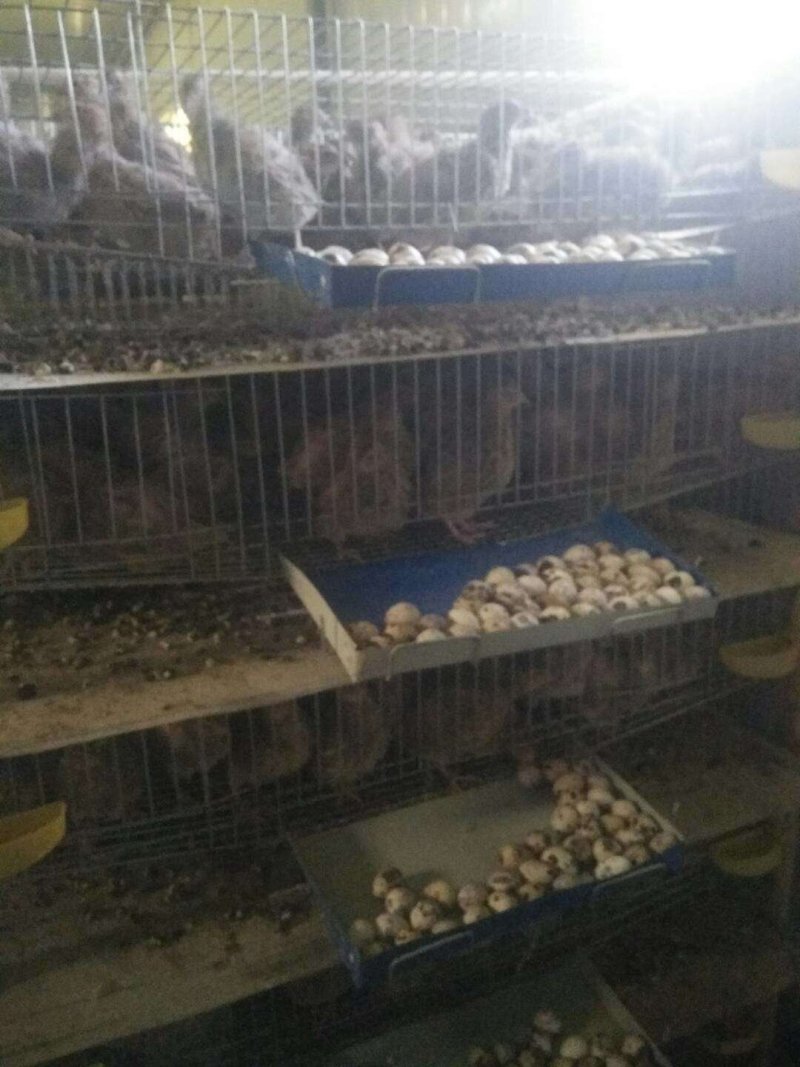 鹌鹑蛋自家养的保证新鲜