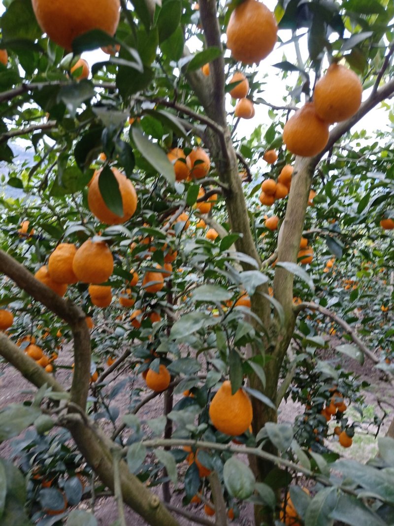 石棉黄果柑代办，代发一条龙