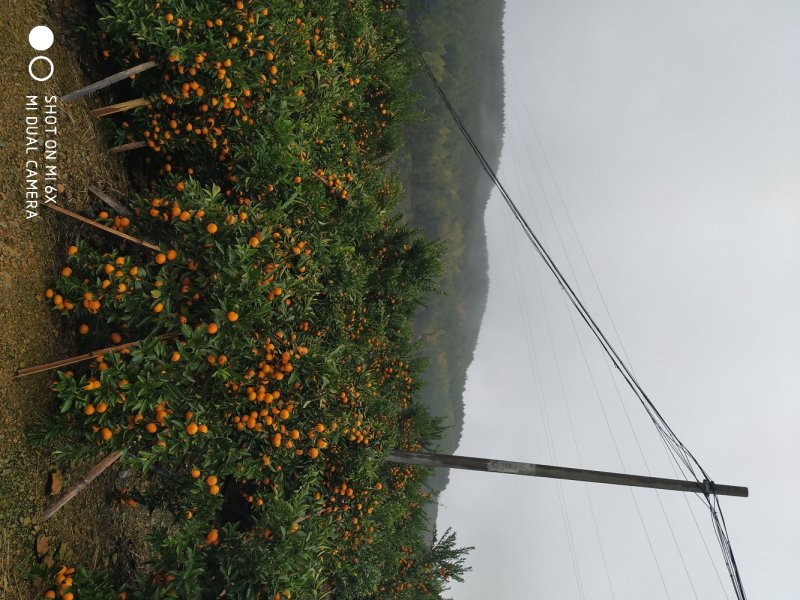 马水橘，优质产地