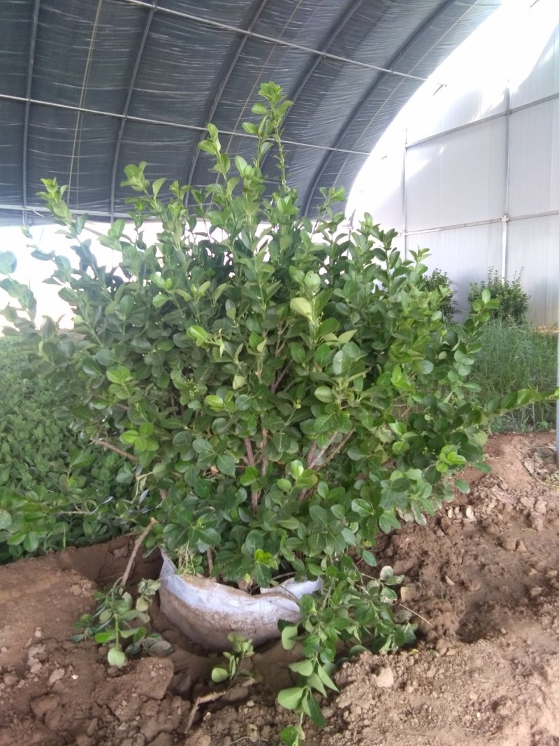 大量出售草坪，绿化苗木