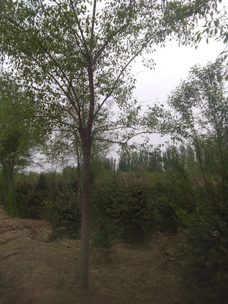 大量出售草坪，绿化苗木