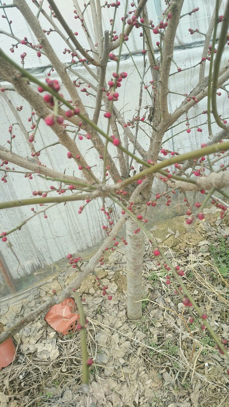 红梅