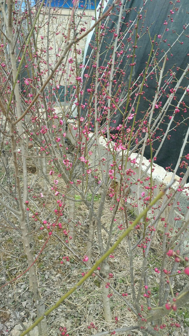 红梅