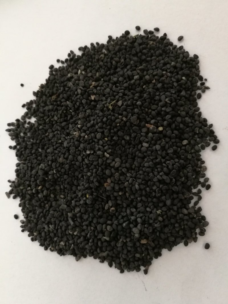 中药材种子，黄芩种子，黄芩苗，黄芩