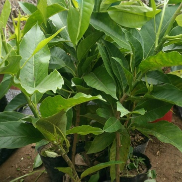 白玉兰