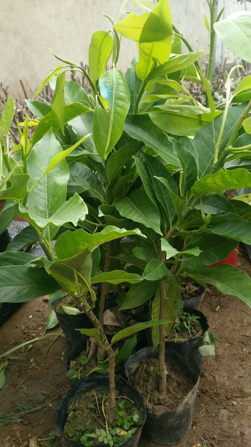 白玉兰