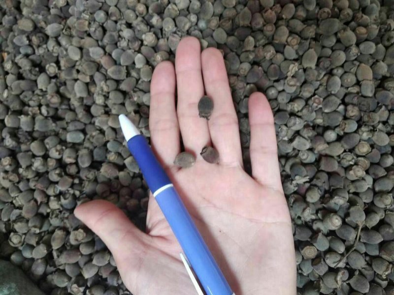 岗稔产地直销品质优良价格优惠欢迎选购