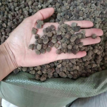 岗稔产地直销品质优良价格优惠欢迎选购