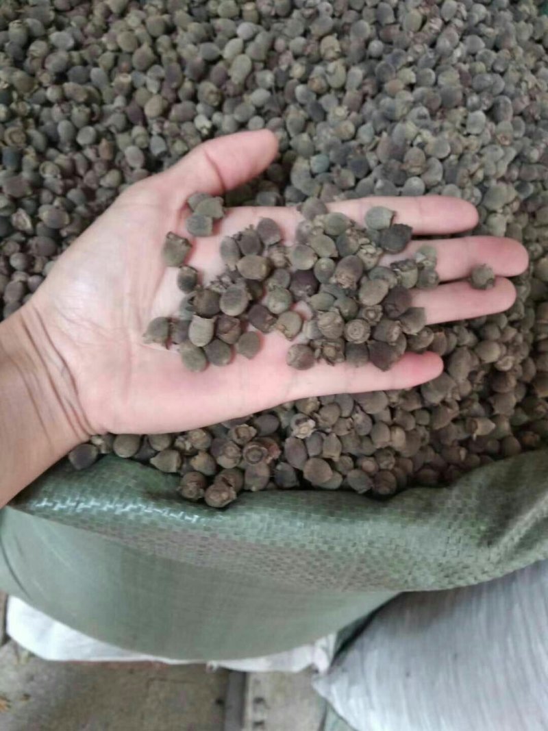 岗稔产地直销品质优良价格优惠欢迎选购