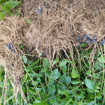 2年生茉莉花大量批发不带叶子花苞修剪后发货蛇皮袋装