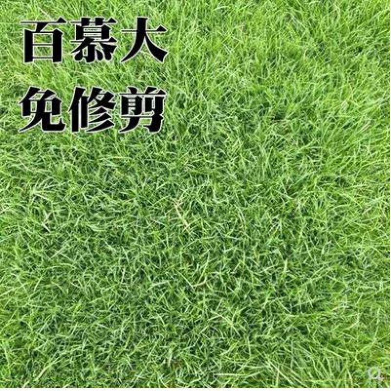 百慕大草籽草坪种子矮生免修剪耐践踏草籽别墅耐旱耐寒高