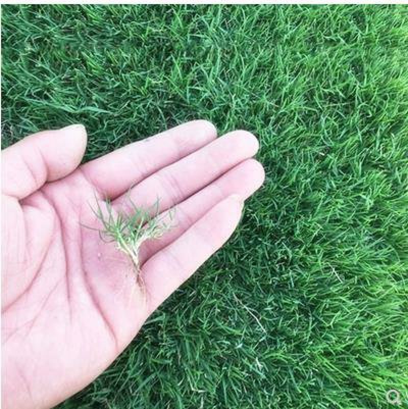 百慕大草籽草坪种子矮生免修剪耐践踏草籽别墅耐旱耐寒高