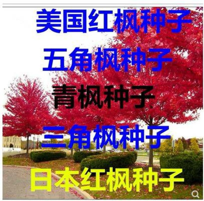 进口美国红枫种子秋火焰种子四季红日本红枫种子黄