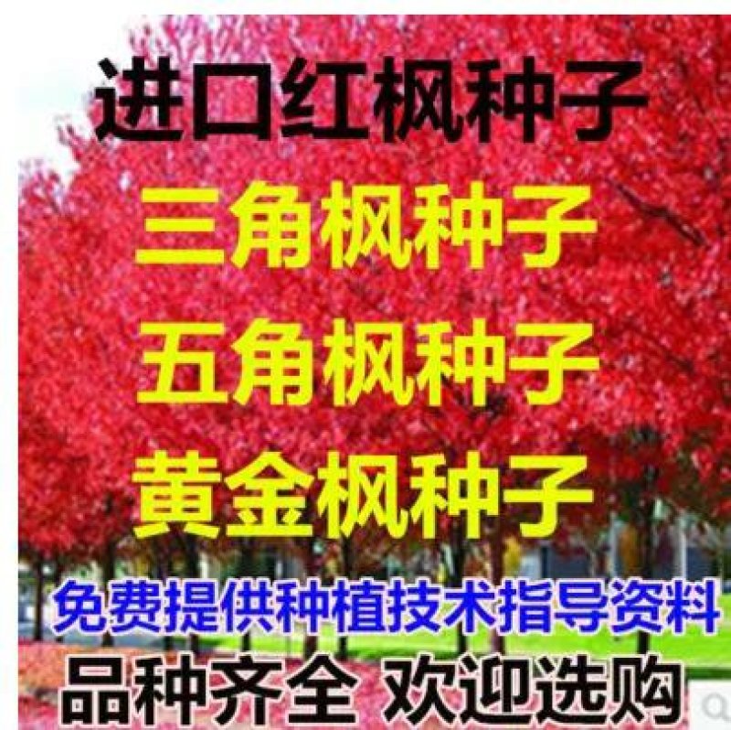 进口美国红枫种子秋火焰种子四季红日本红枫种子黄