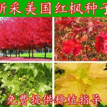 进口美国红枫种子秋火焰种子四季红日本红枫种子黄