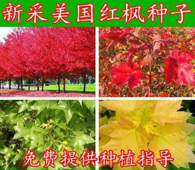 进口美国红枫种子秋火焰种子四季红日本红枫种子黄