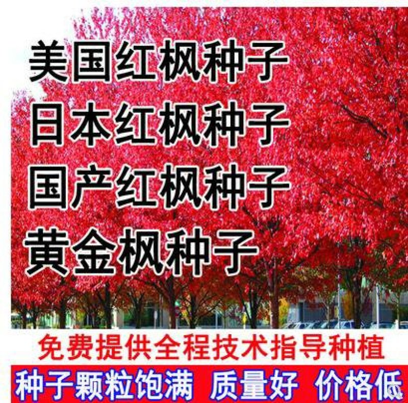 进口美国红枫种子秋火焰种子四季红日本红枫种子黄