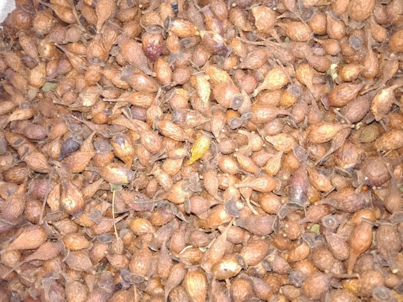 农家手工制作太阳自然晒干的赣南金樱子干