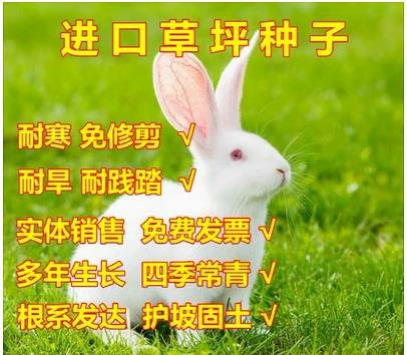草坪种子马尼拉四季青黑麦草狗牙根免修剪矮草皮草籽庭院