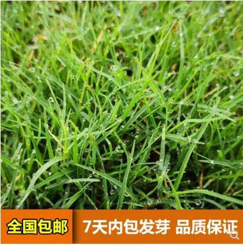草坪种子马尼拉四季青黑麦草狗牙根免修剪矮草皮草籽庭院