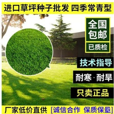 草坪种子马尼拉四季青黑麦草狗牙根免修剪矮草皮草籽庭院