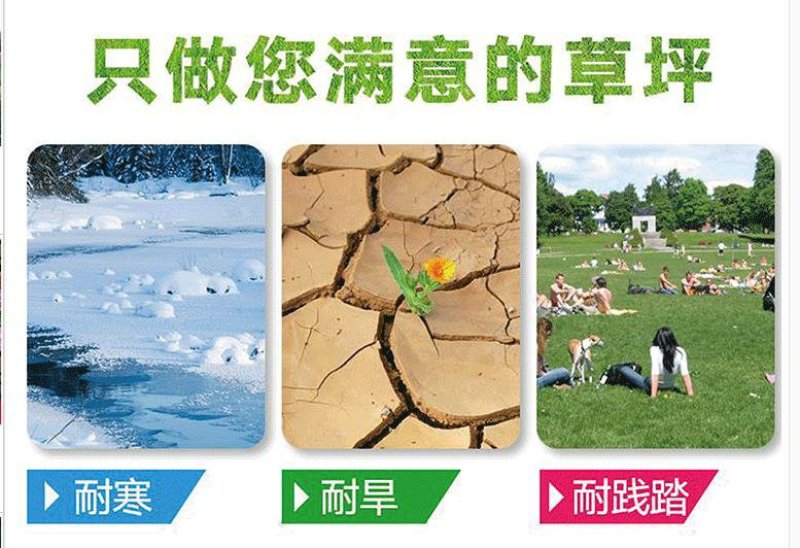 草坪种子马尼拉四季青黑麦草狗牙根免修剪矮草皮草籽庭院