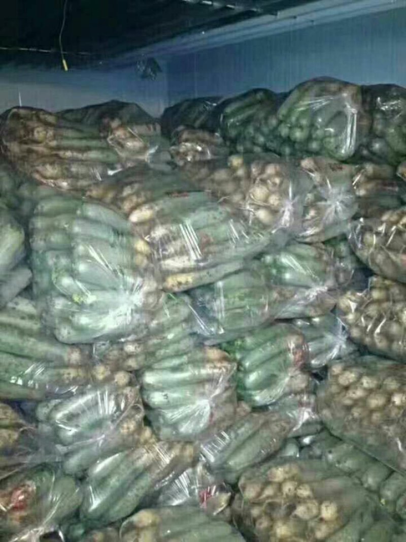 精品青萝卜一手货源原产地直发量大从优质量保证