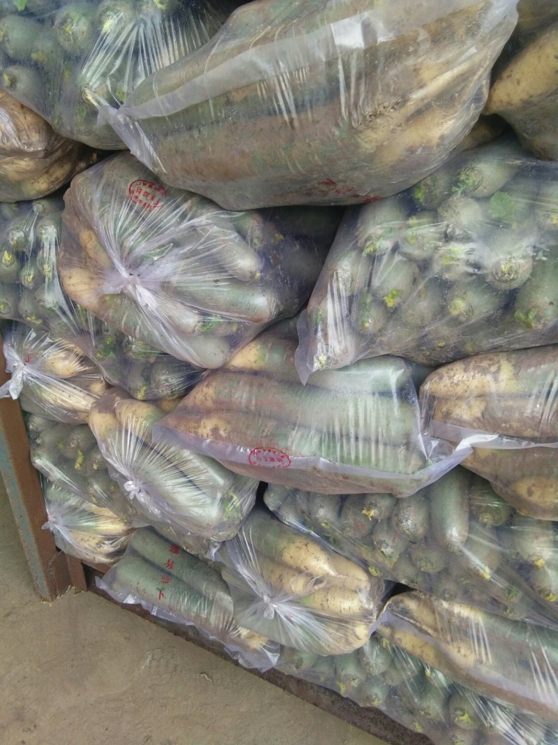 精品青萝卜一手货源原产地直发量大从优质量保证