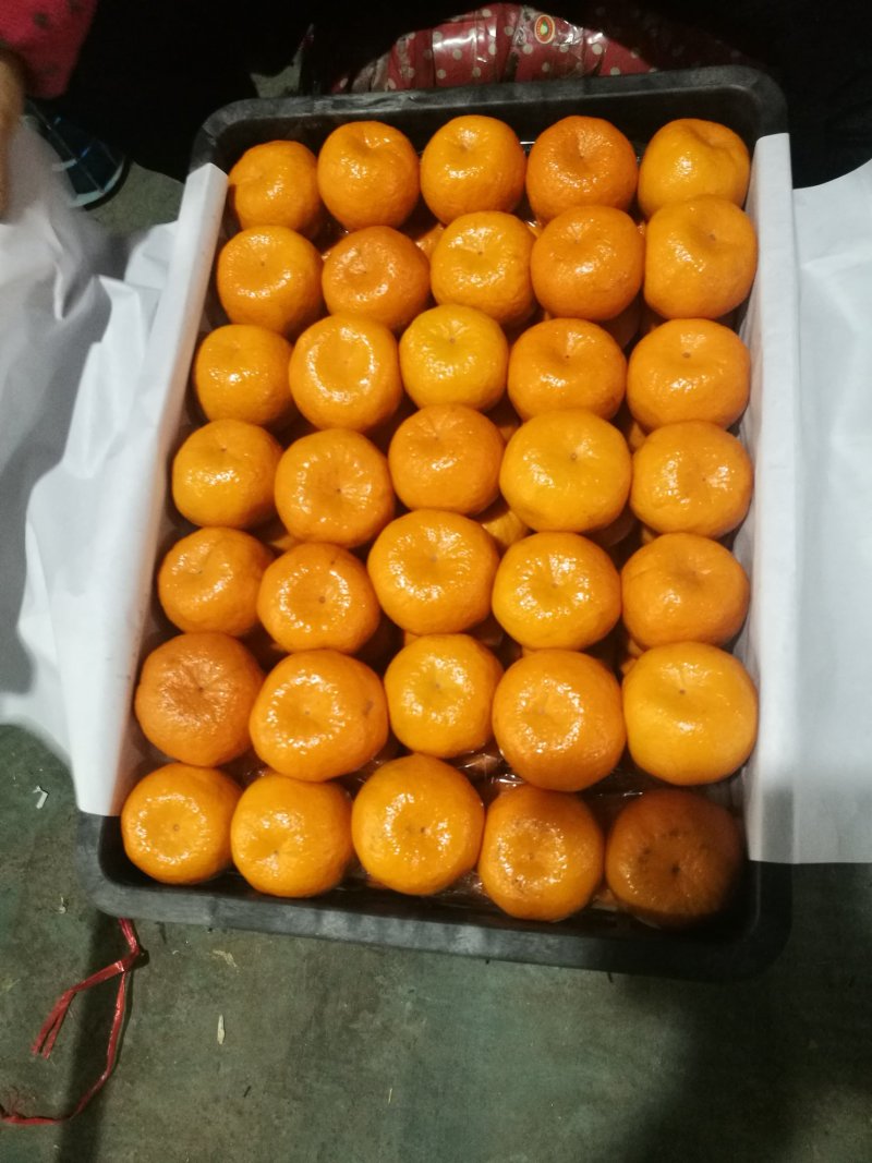 碰柑果园直采，自产自销。水分充足化渣糖分高。