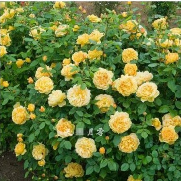 欧洲藤本月季花苗大苗浓香庭院四季开花爬藤高档带花苞花墙盆