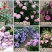 欧洲藤本月季花苗大苗浓香庭院四季开花爬藤高档带花苞花墙盆