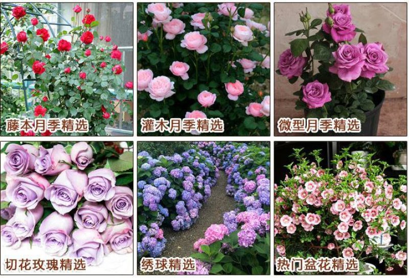 欧洲藤本月季花苗大苗浓香庭院四季开花爬藤高档带花苞花墙盆
