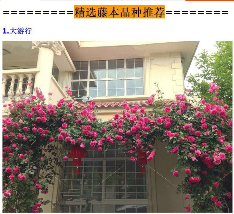 欧洲藤本月季花苗大苗浓香庭院四季开花爬藤高档带花苞花墙盆