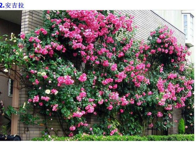 欧洲藤本月季花苗大苗浓香庭院四季开花爬藤高档带花苞花墙盆