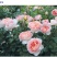 欧洲藤本月季花苗大苗浓香庭院四季开花爬藤高档带花苞花墙盆