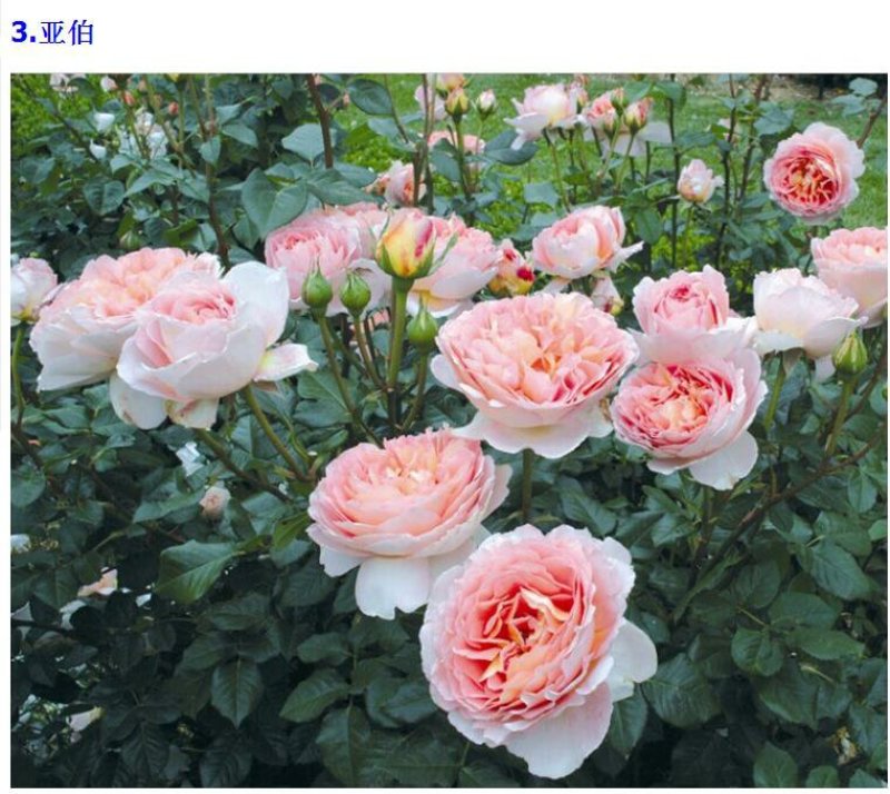 欧洲藤本月季花苗大苗浓香庭院四季开花爬藤高档带花苞花墙盆