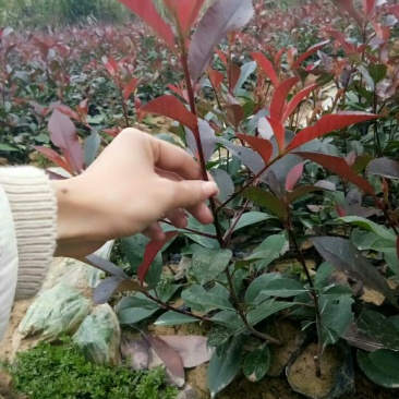 红叶石楠