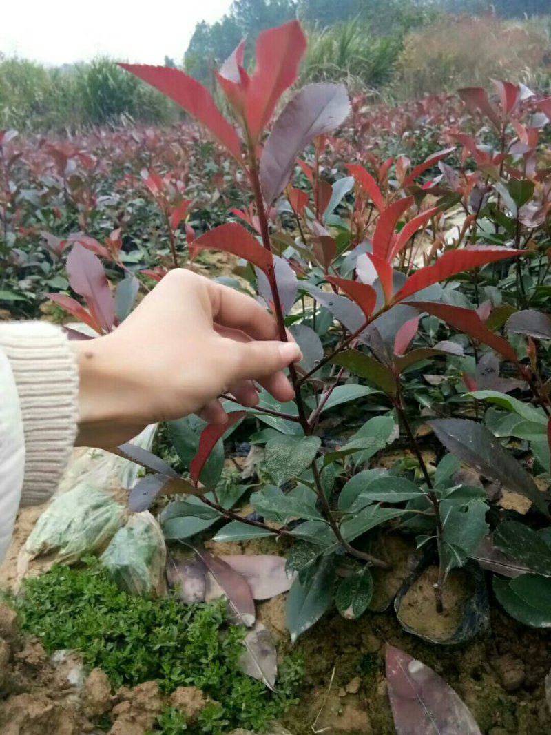 红叶石楠