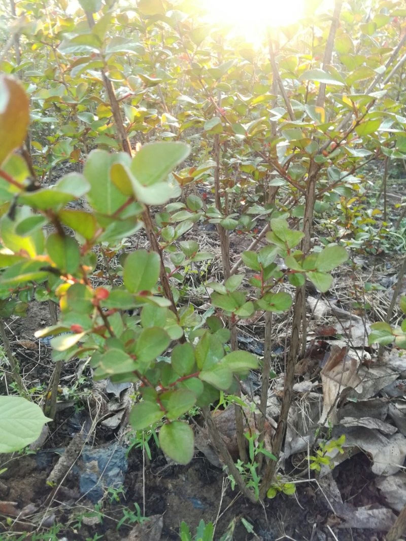 清地处理美国红火箭紫薇规格齐全量大优惠，品种纯正全国包邮