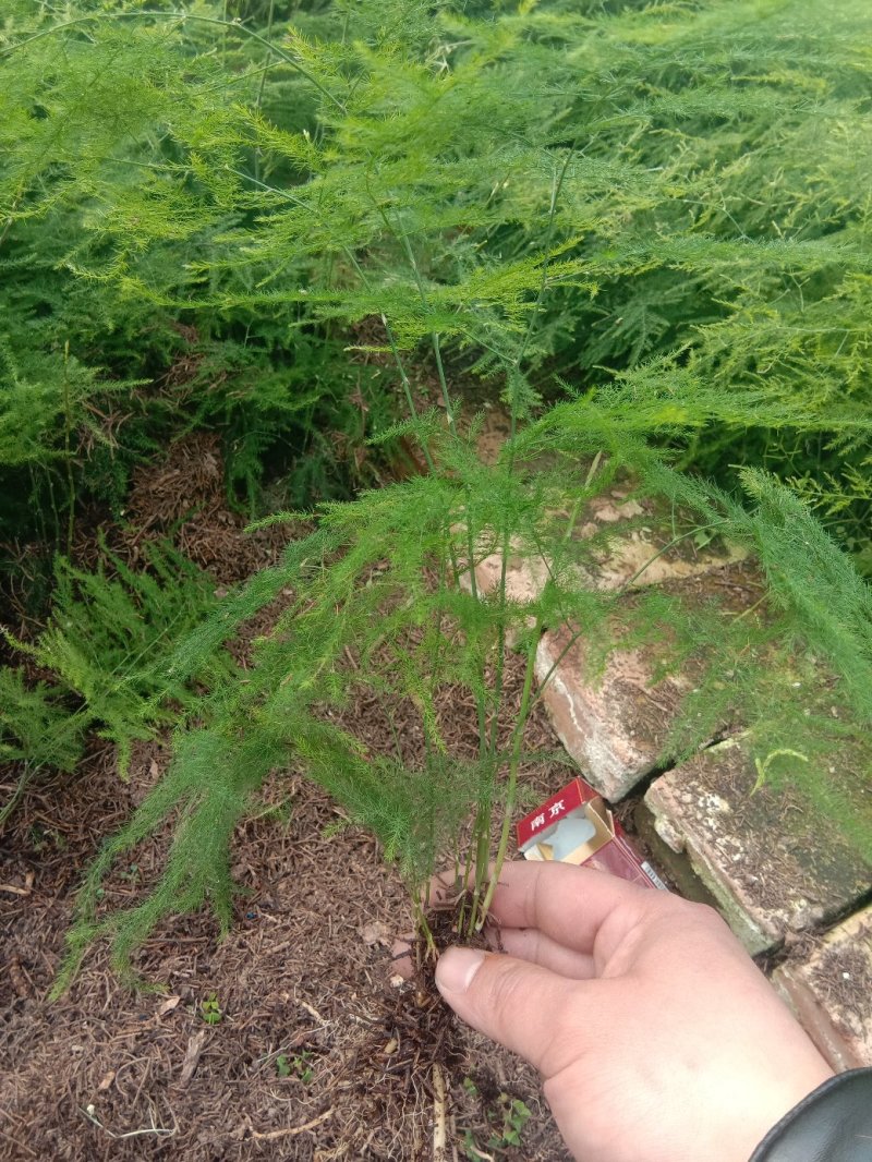 【包成活】文竹四季长青基地直销现挖现发保证质量